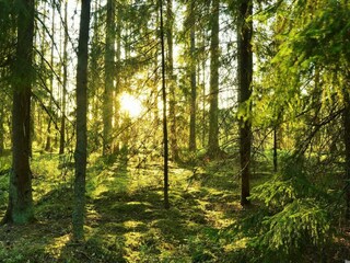 Ferienhaus Ljungby  10