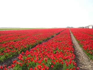 Casa per le vacanze Julianadorp Ambiente 19