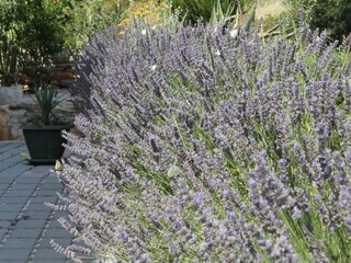 Apartment Verunić  9