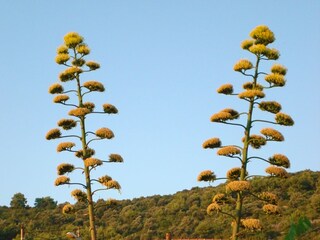 Holiday room Verunić  11