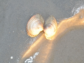 Watt für die ganze Familie und naturkundliche Wattführungen