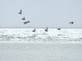 Möwen über dem Meer