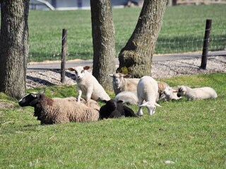 Schafe am Deich Umgebung von Büsum