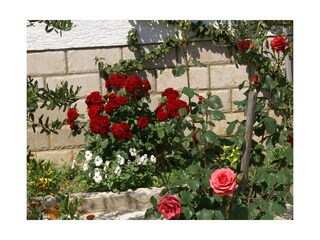 Apartment Povljana  10