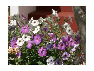 Apartment Povljana  11