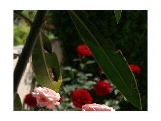 Apartment Povljana  13