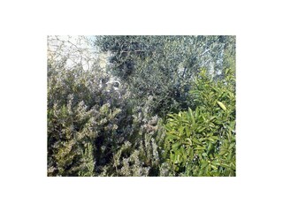 Apartment Hvar (Stadt)  9