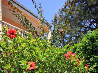 Apartment Orebic  11