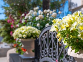 Apartment Povljana  5