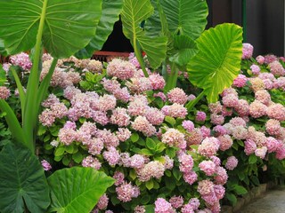 Apartment Zivogosce  6