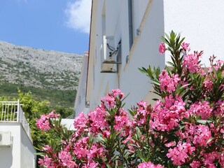 Apartment Korcula (Stadt)  9