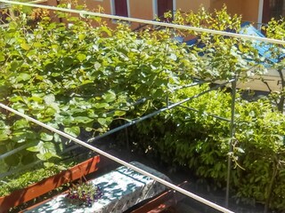 Apartment Fažana  11