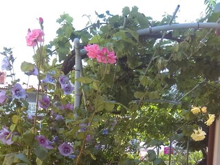 Apartment Fažana  13