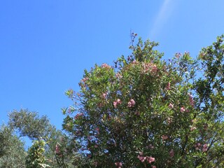 Apartment Cres Stadt  9