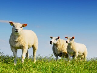 Appartamento per vacanze De Koog Ambiente 15