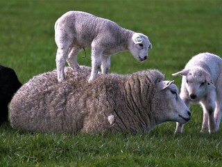 Appartamento per vacanze De Koog Ambiente 18