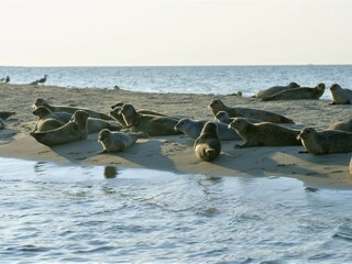 Villa De Koog Ambiente 21