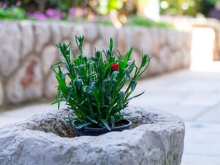 Apartment Veli Losinj  13