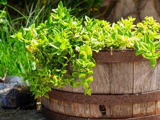 Apartment Veli Losinj  14