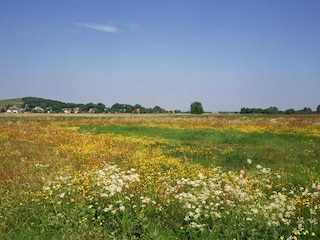 Streublumenwiese