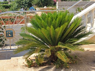 Apartment Šipanska Luka  6