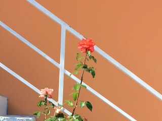 Apartment Šipanska Luka  9