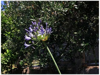 Apartment Korcula (Stadt)  10