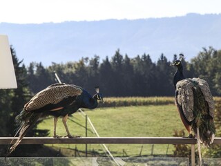 Casa per le vacanze St. Johann im Saggautal Ambiente 20