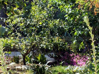 Apartment Verunić  10