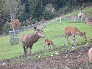 Wilde Tiere hautnah erleben