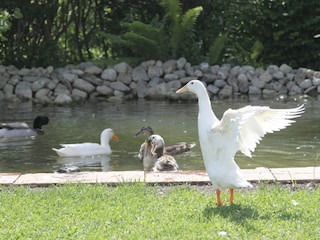 Unsere Enten im Garten: beliebt bei Groß und Klein