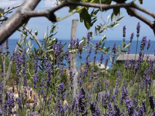 Apartment Veli Losinj  10