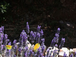 Apartment Veli Losinj  11