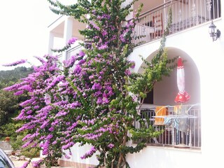 Apartment Zastražišće  16