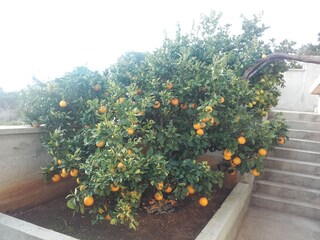 Apartment Vis (Stadt)  11