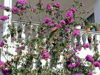 Apartment Zavalatica  15