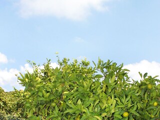 Apartment Zavalatica  9