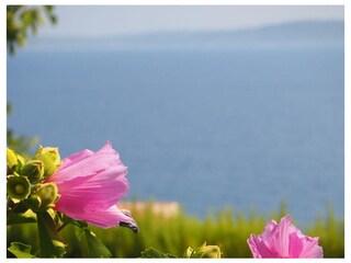 Apartment Okrug Gornji  17