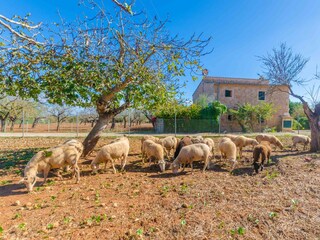 Tenuta Campanet Registrazione all'aperto 12