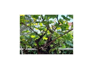 Ferienhaus Turanj  5