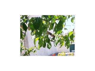 Ferienhaus Turanj  21