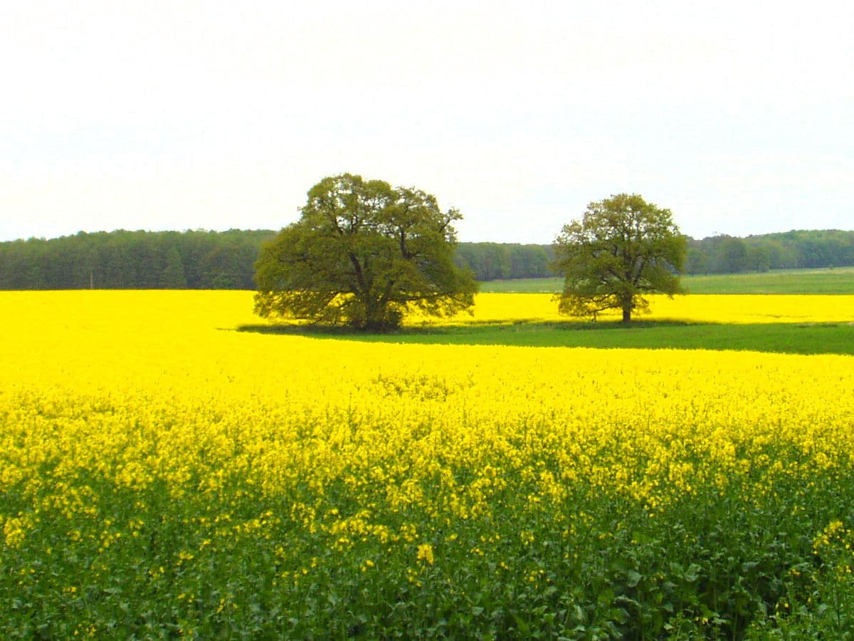 Rapsblüte im Mai/Juni