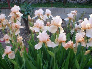 Ferienhaus Podgora  9