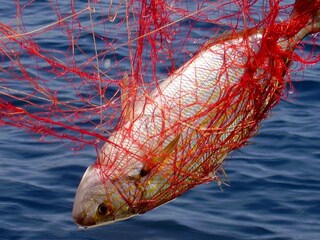 Apartment Lumbarda  9