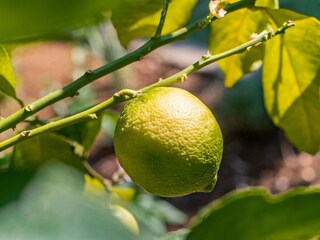 Apartment Lovran  24