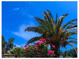 Apartment Ćunski  4