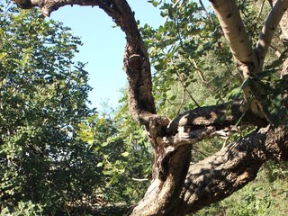 Holiday house Vis (Stadt)  5