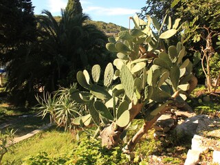 Holiday house Vis (Stadt)  6