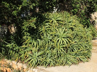 Ferienhaus Vis (Stadt)  5