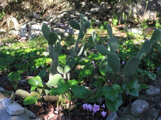 Ferienhaus Vis (Stadt)  7